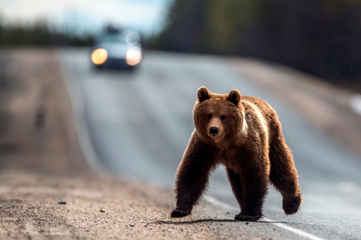 Медведь гонится за человеком