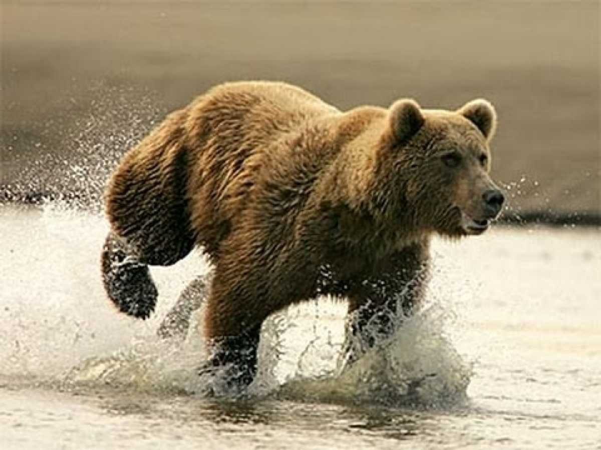 Какая скорость бега у медведя. Гризли североамериканский бурый медведь. Медведь бежит. Бурый медведь бежит. Медведь в движении.