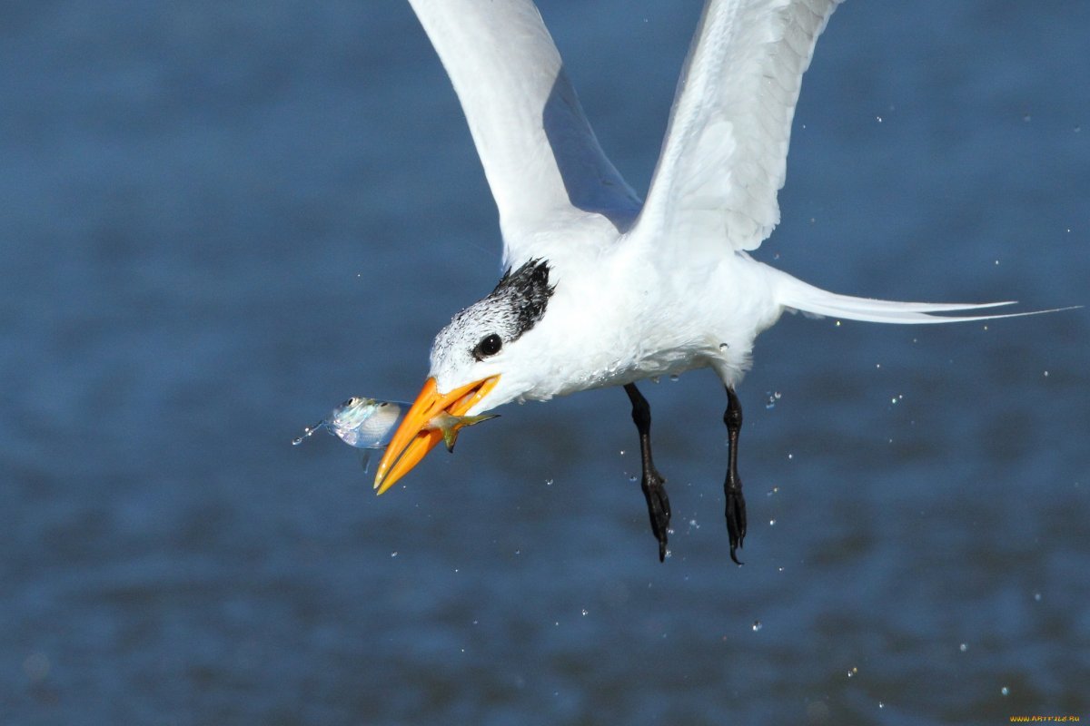 Баклан птица белый