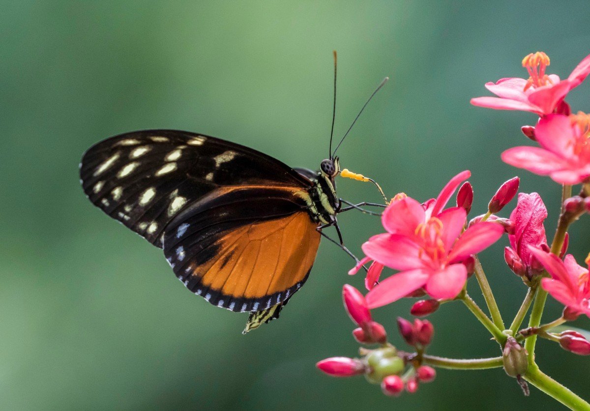 ХОБОТКОВЫЕ бабочки