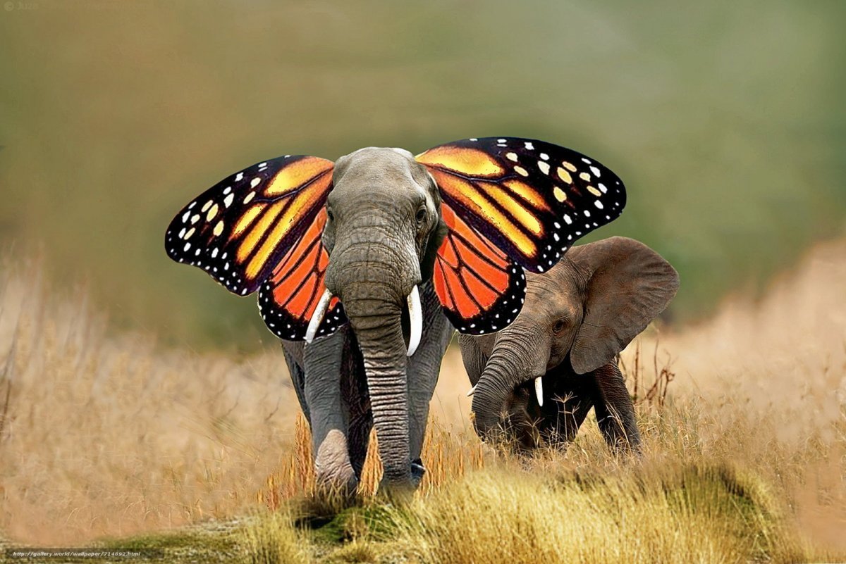 Хобот бабочки