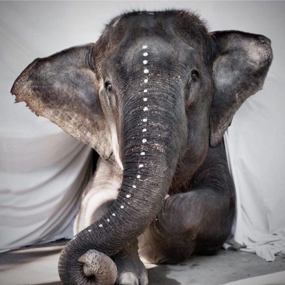 Брутальный слон