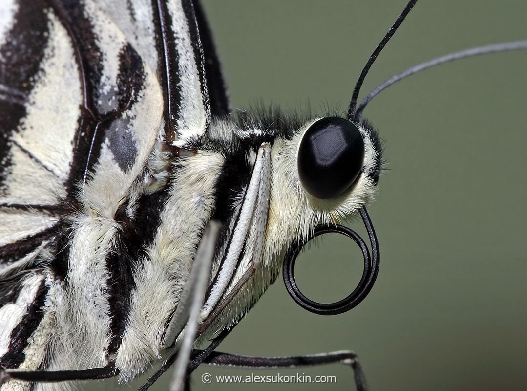 Хоботок бабочки под микроскопом
