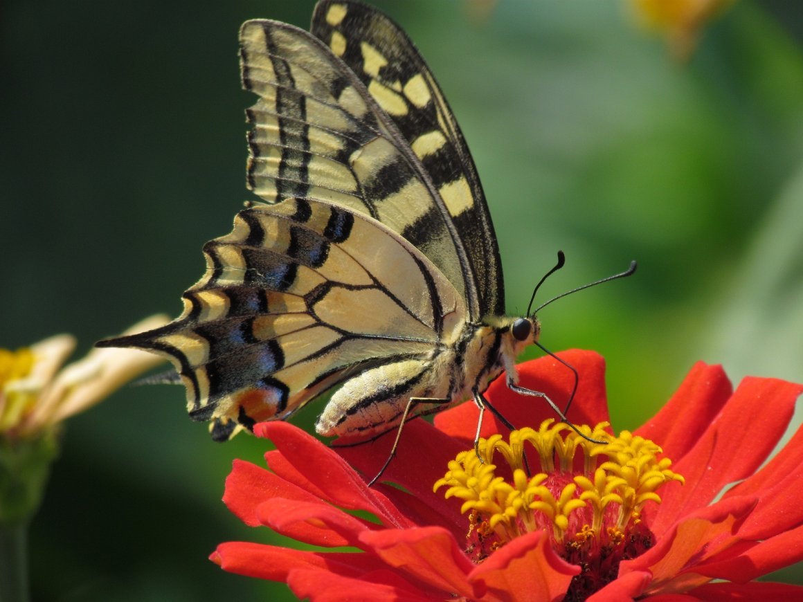 Лапки бабочки