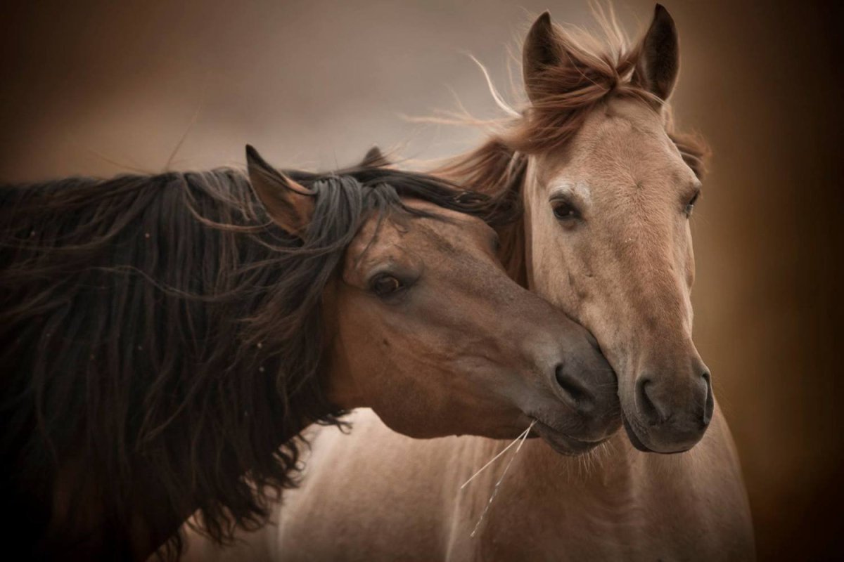 Любовь лошадей