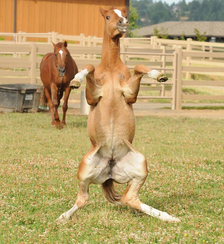 Лошадь на 2 ногах