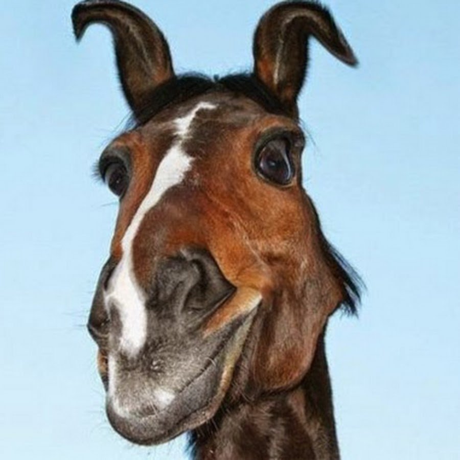 Лошадь с длинной гривой