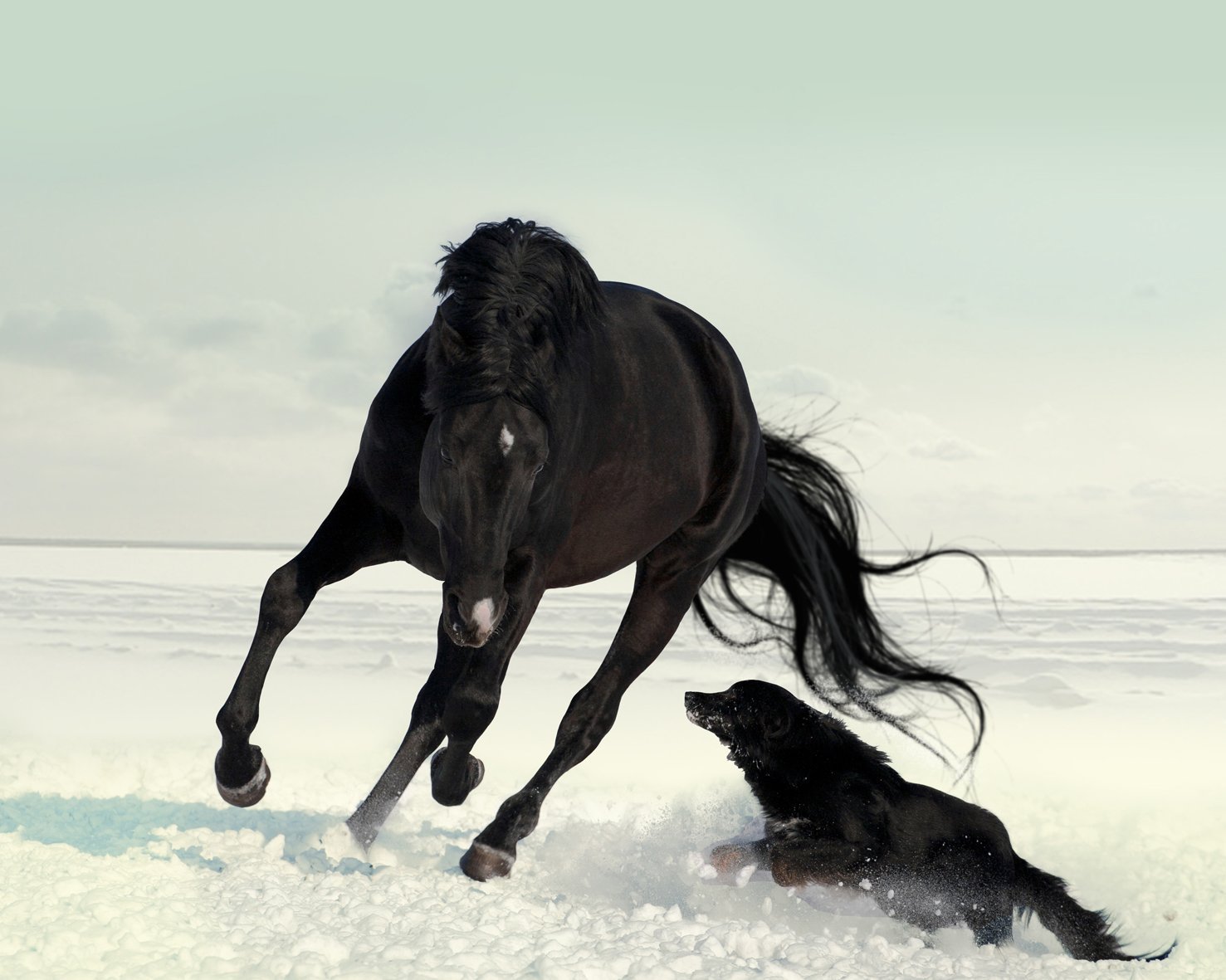 Год собаки лошадь. Тыгыдым Тыгыдым тыгыдымский конь. Вороной Мустанг иноходец. Черный конь. Лошади в снегу.