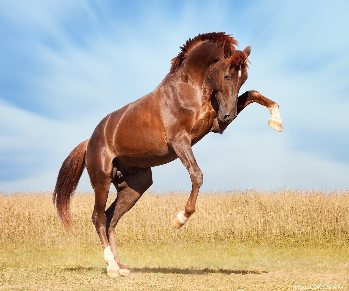 Лошадь в движении