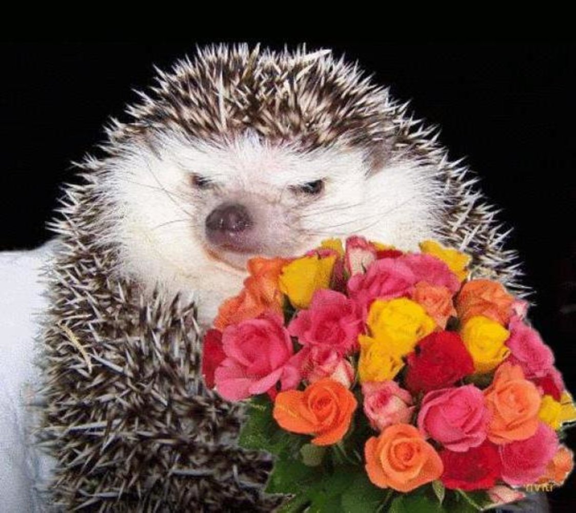 Поздравить ежика. Ежик с цветами. Ежик с цветочком. С днем рождения Ежик. Ёжик с букетом цветов.