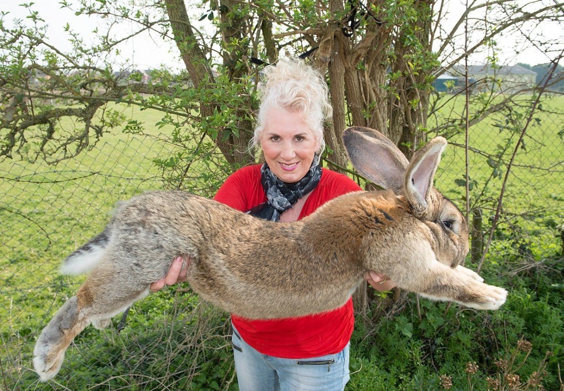 Гигантский кролик