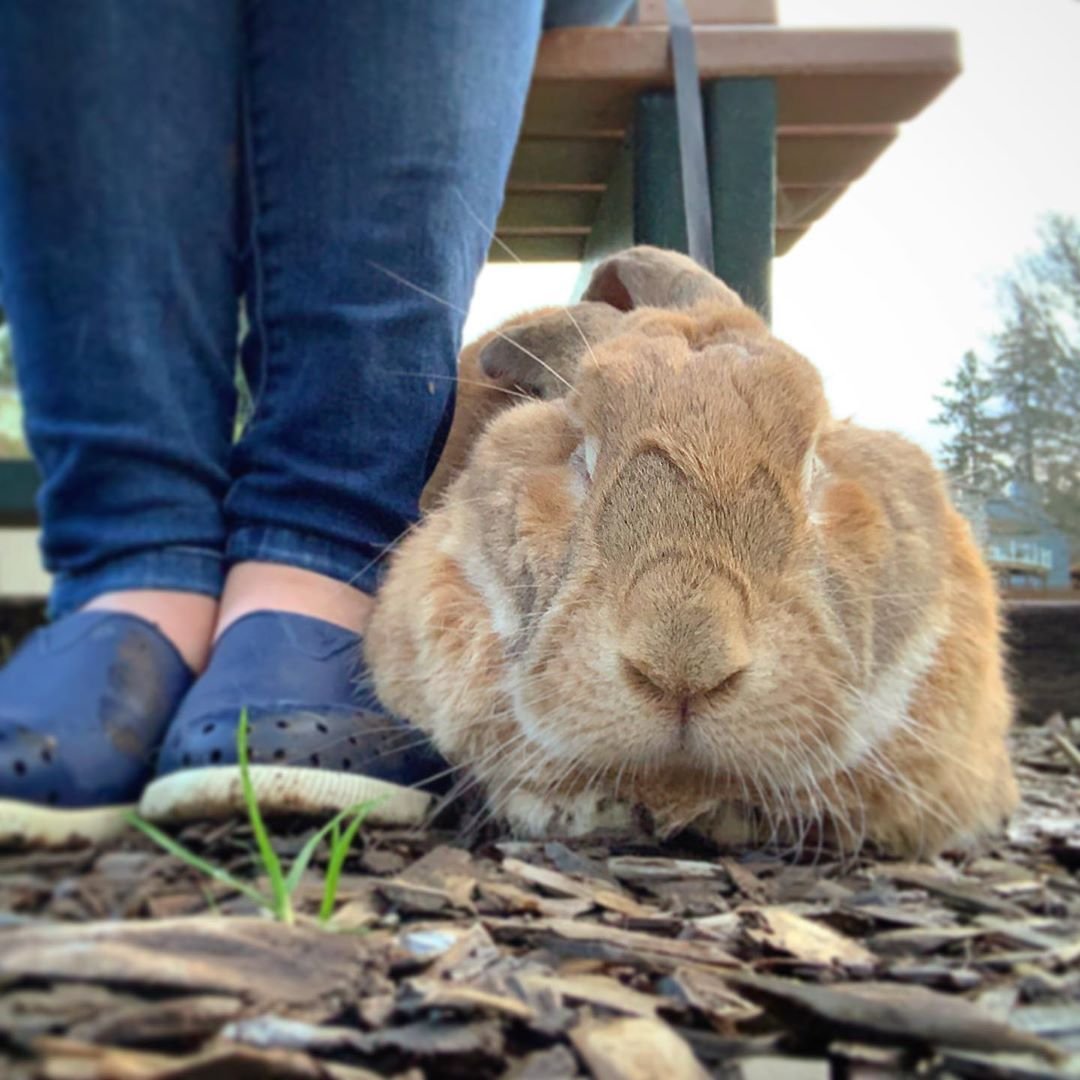 Зайцы спаривание