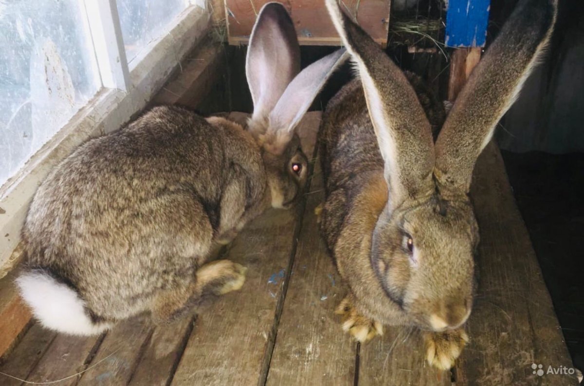 Внешний вид кролика