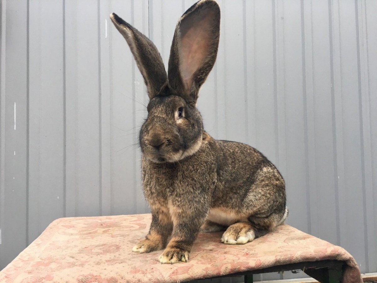 Кролики мясных пород Фландр