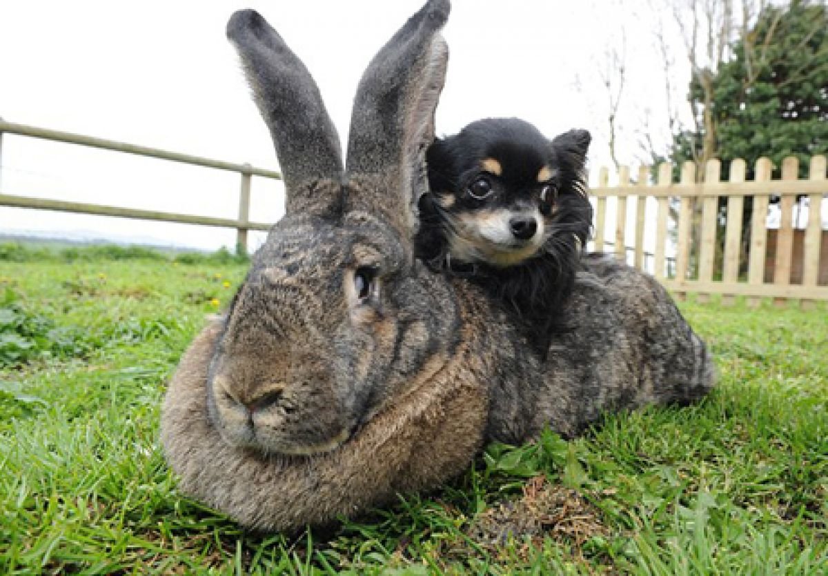 Бельгийский великан Фландр