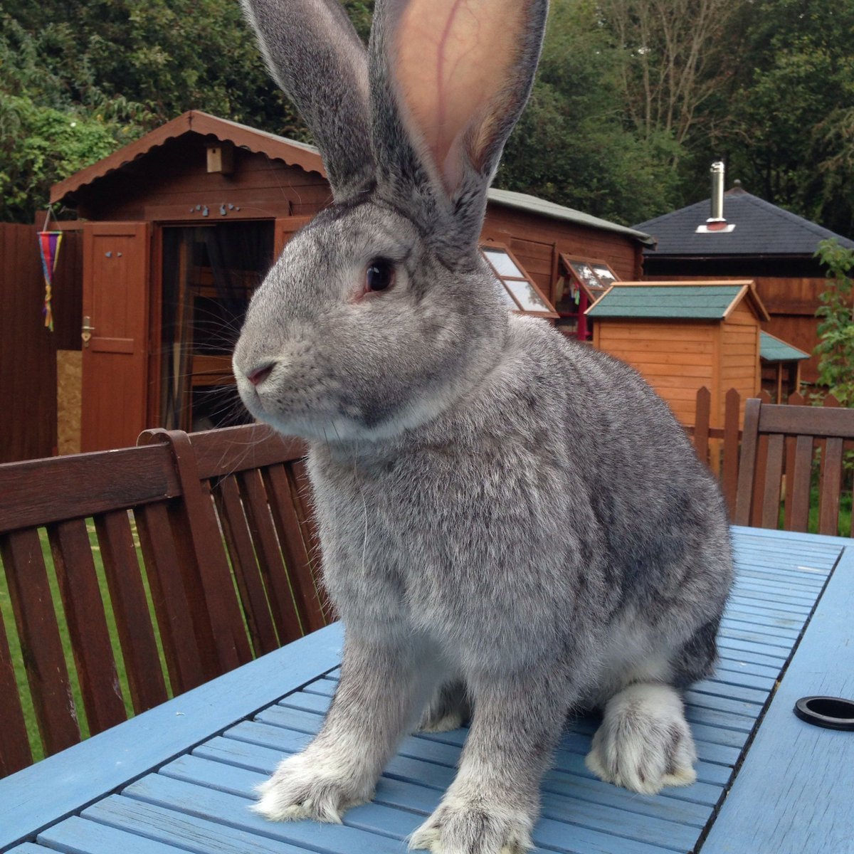 Бельгийский великан Фландр