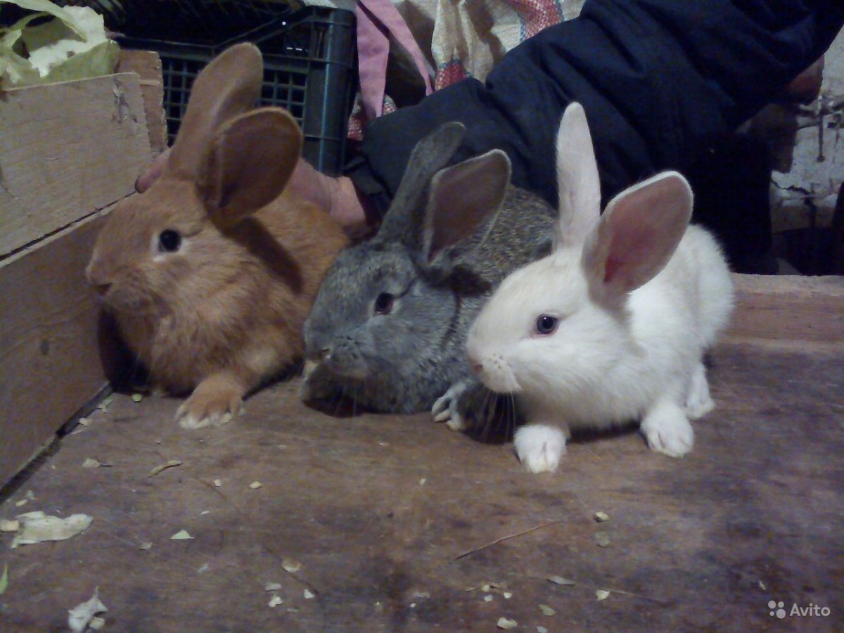 Кролики красная Бельгийская