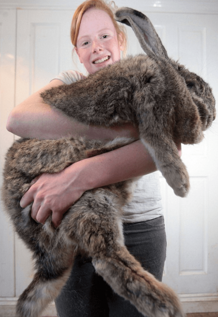 Сонный кролик великан