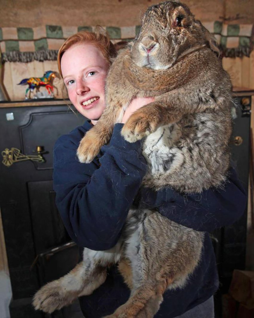 Кролики породы бельгийский великан