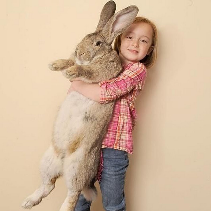 Серый великан порода кроликов