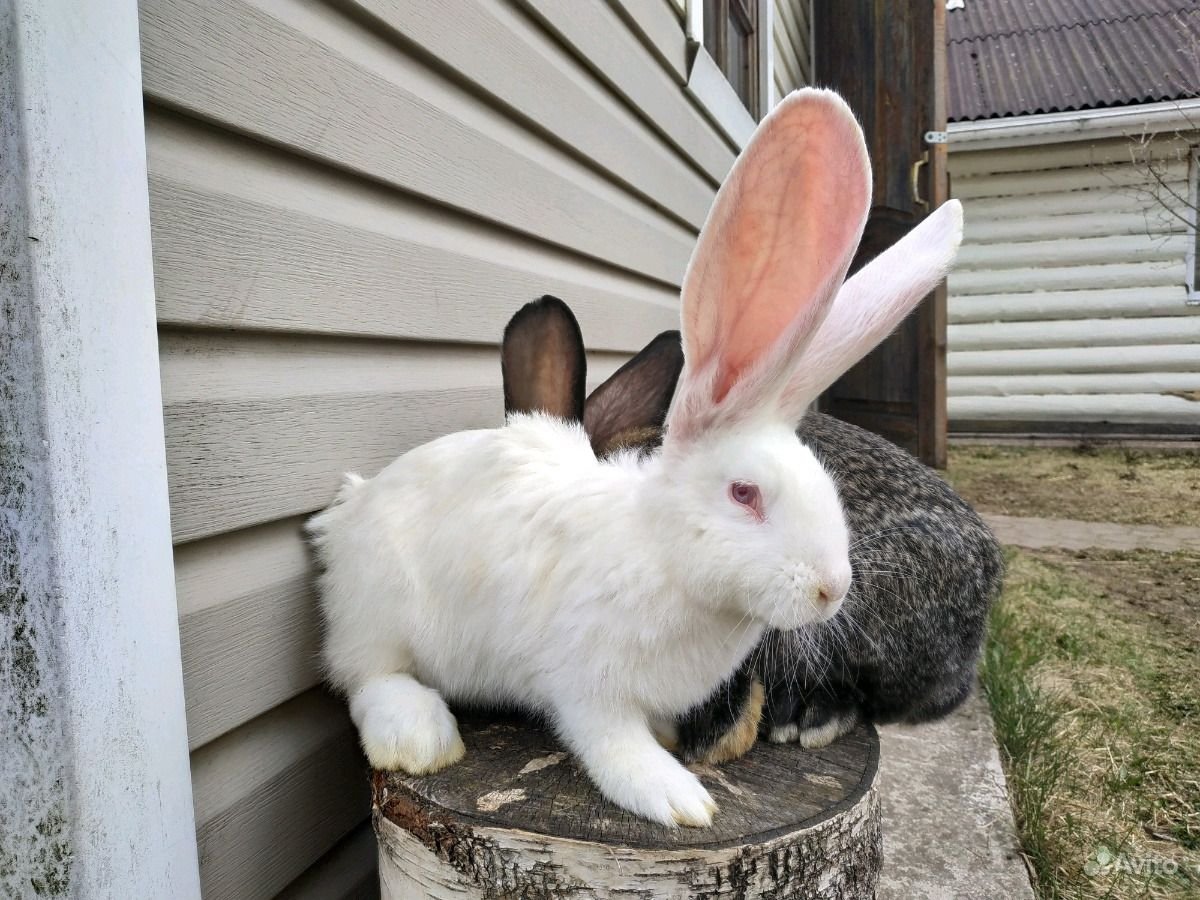 Кролики породы великан
