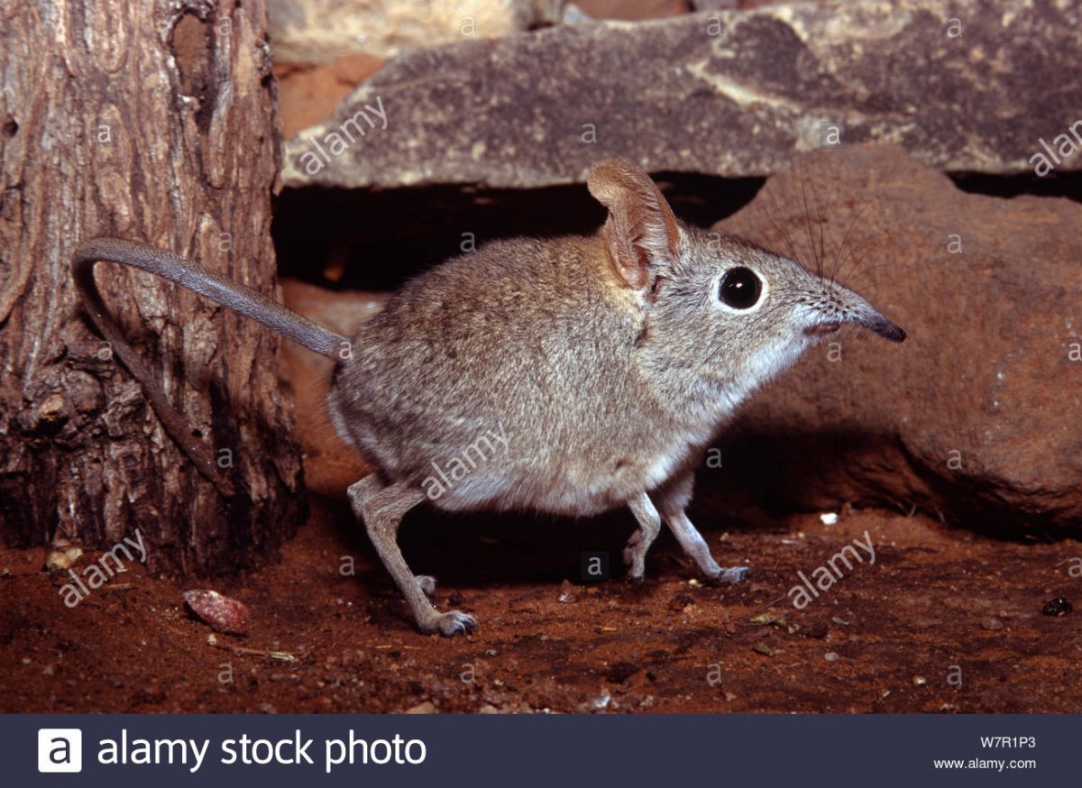 Слоновая землеройка