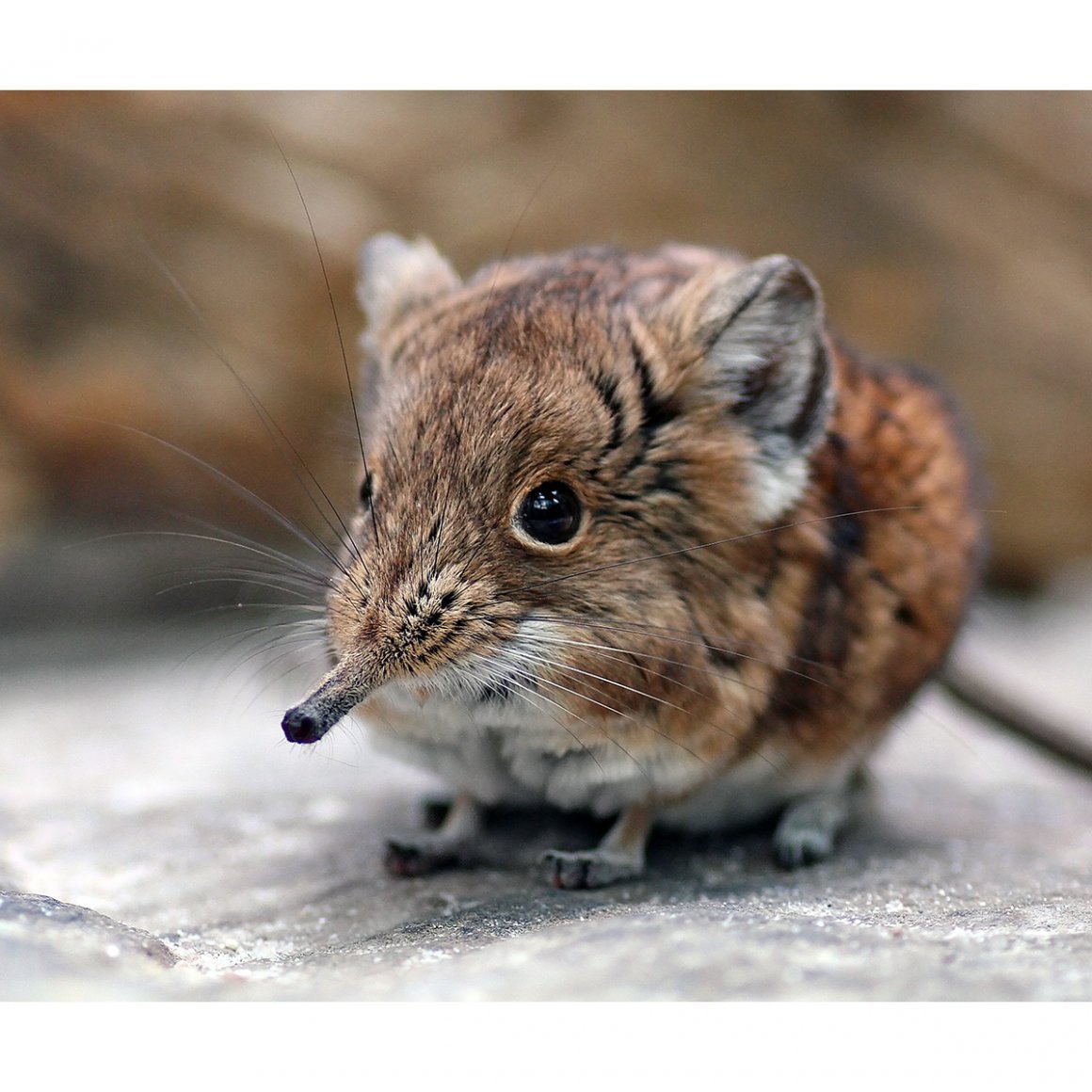 Короткоухий слоновый прыгунчик