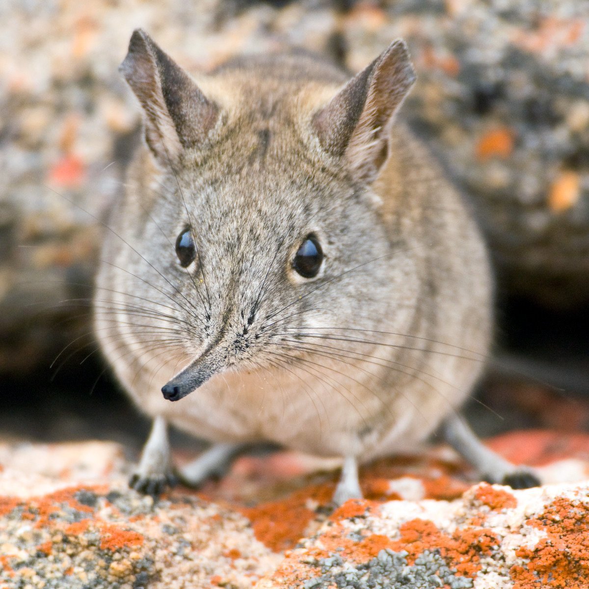 Землеройка прыгунчик