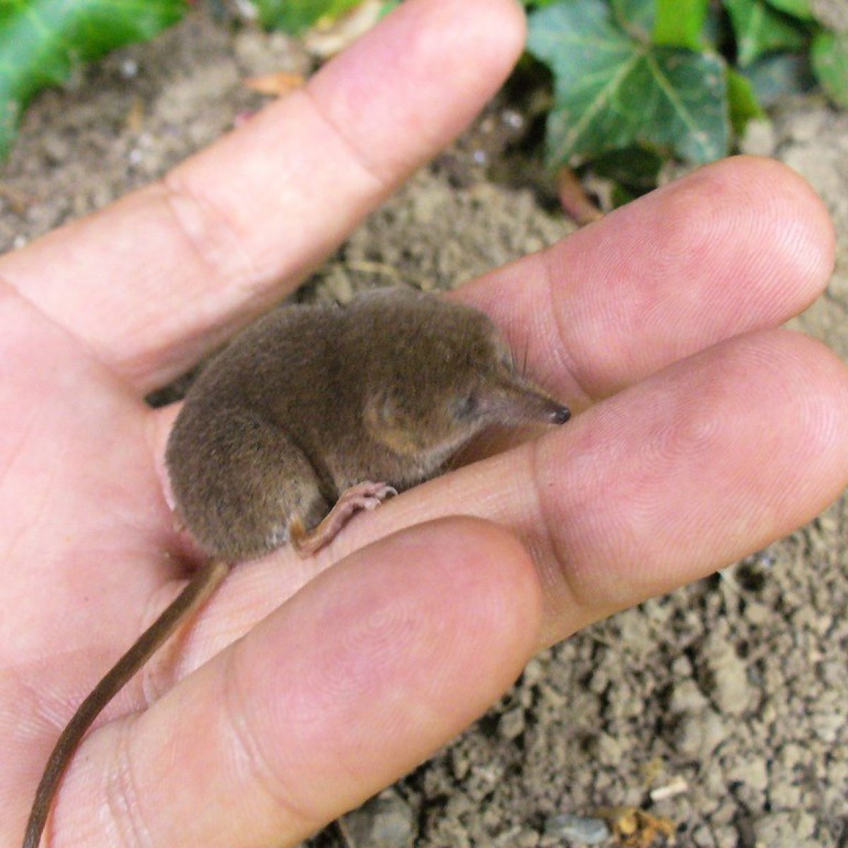 Гигантская бурозубка