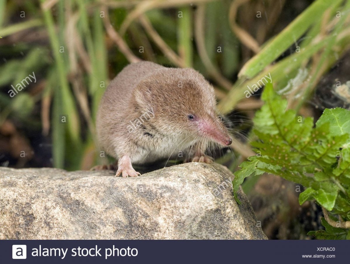 Бурозубка маленькая Крымская