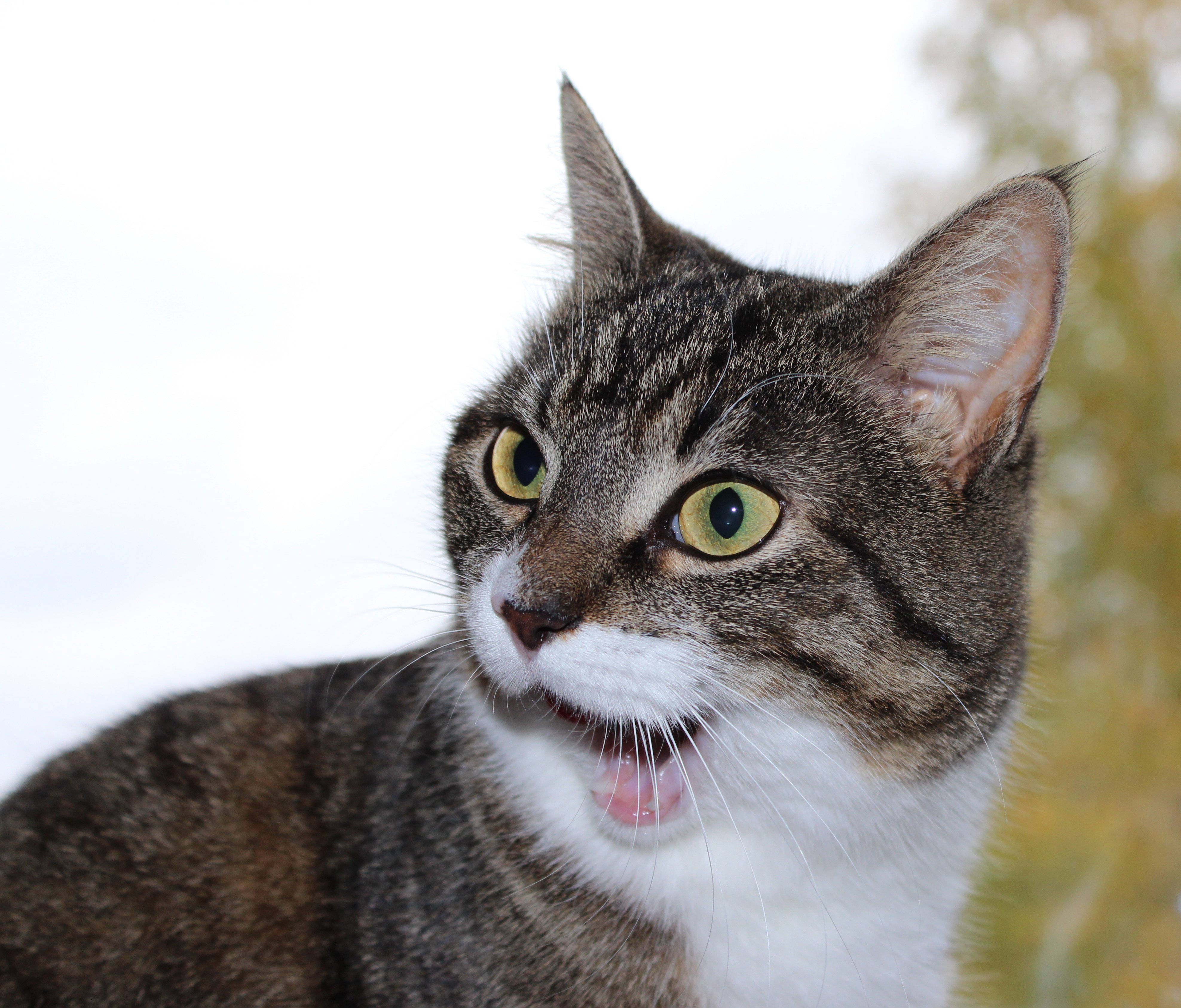 Кошка удивлена. Европейская короткошерстная кошка. Удивленный кот. Удивенный котэ. Увидленый кот э.