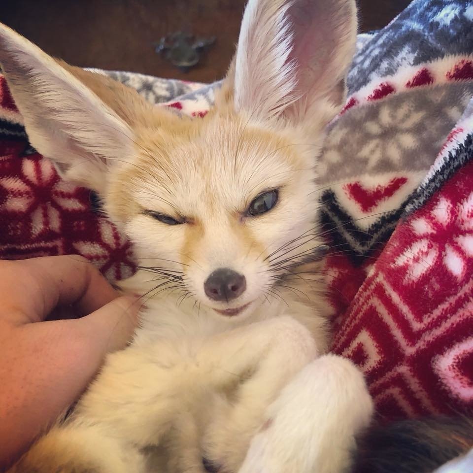 Фенек Кузьма