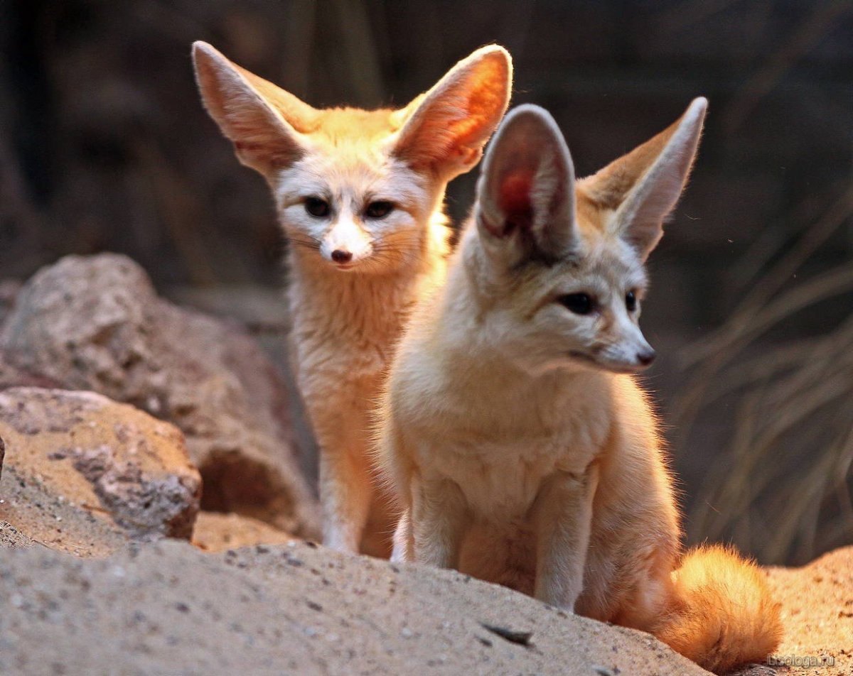 Древнегреческая мифология Грифон