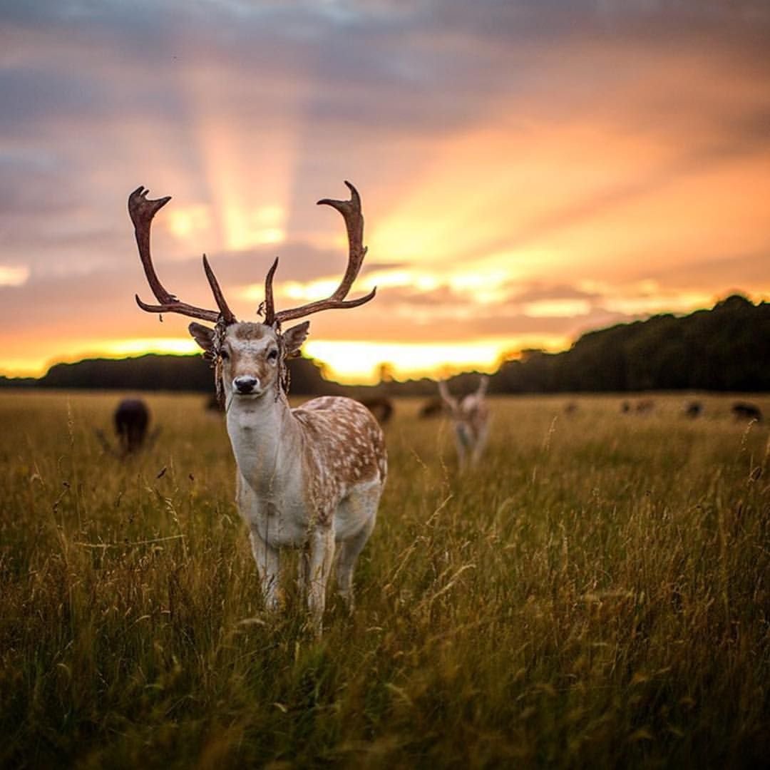 Птенец птицы Феникс
