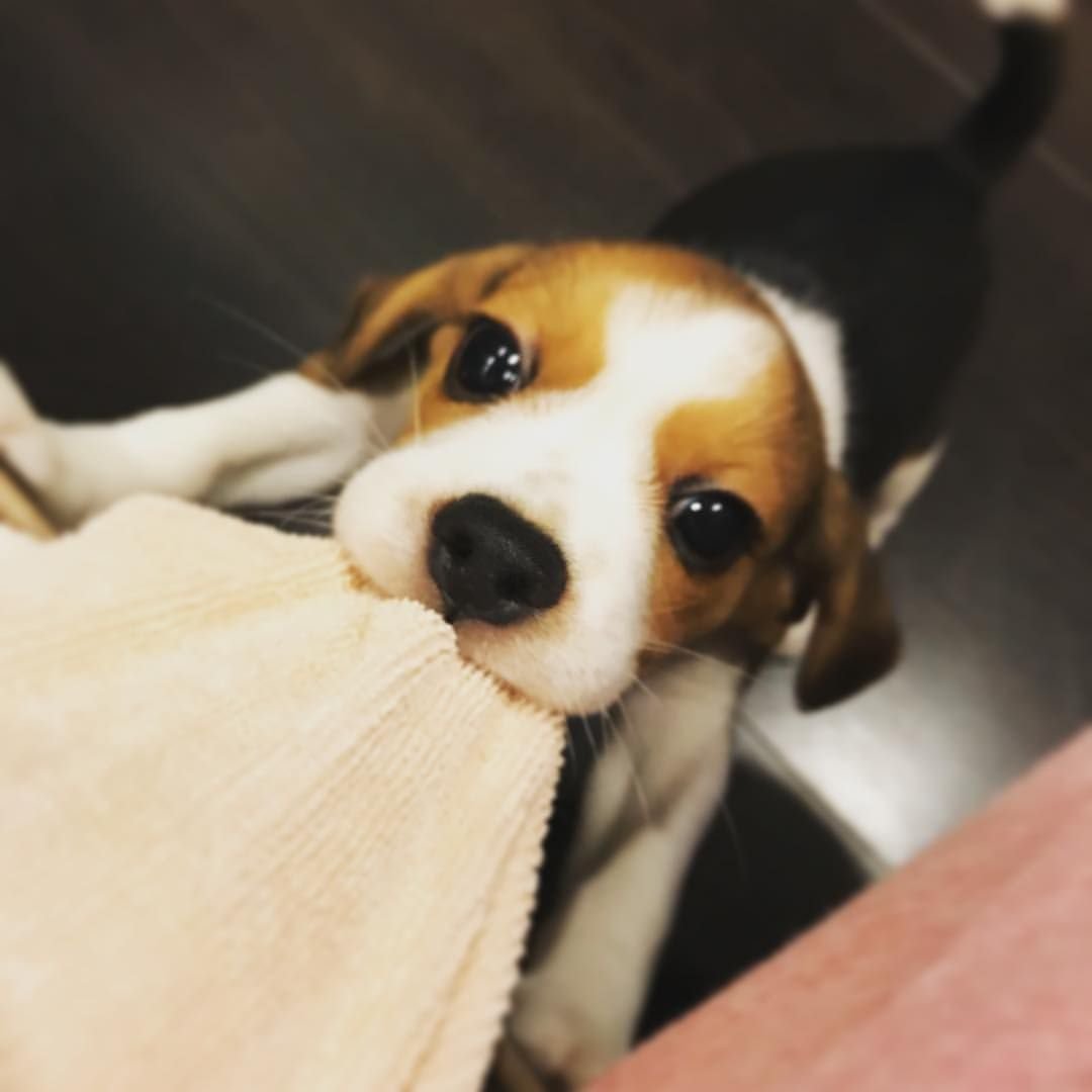 Милейшие маленькие Бигли