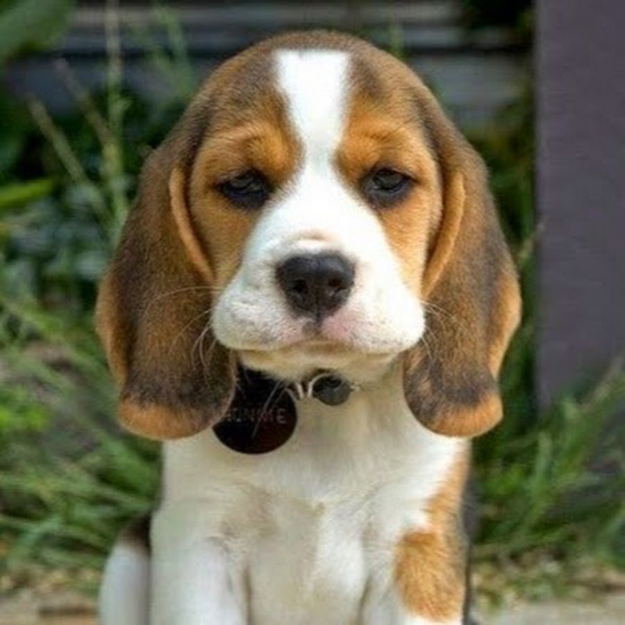 Порода собаки Бигль девочка