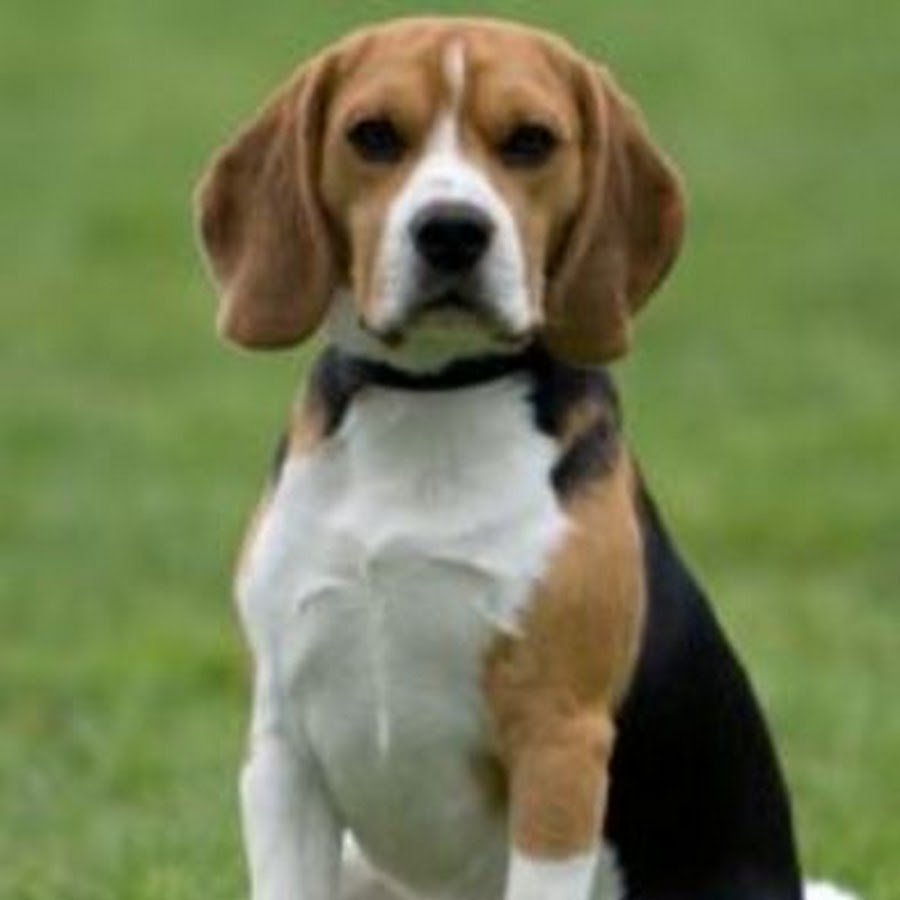 Бигль с другими животными