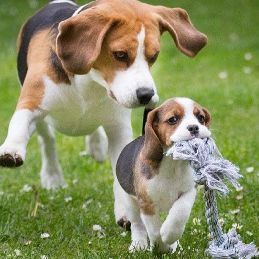 Бигль Эстетика