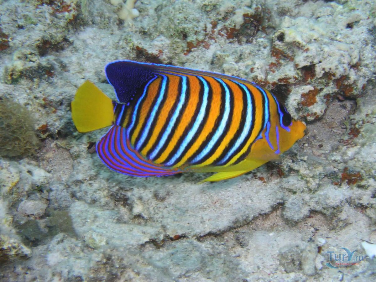 Красивые рыбы