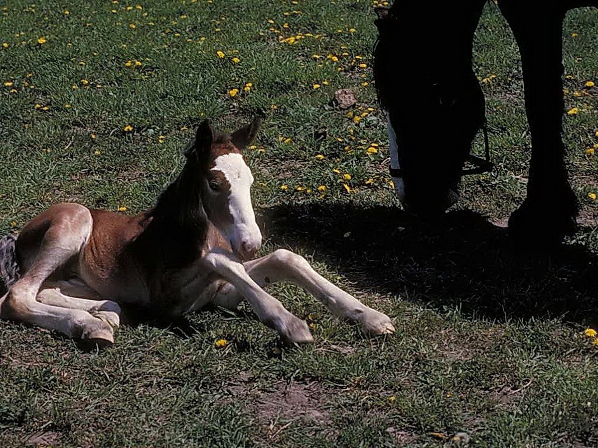 Blocking the horse. Новорожденные жеребята. Новорожденный жеребенок. Лошадь и новорожденный жеребенок. Новорожденный рыжий жеребенок.