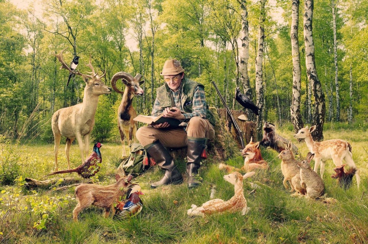 Серый бананоед (corythaixoides concolor)