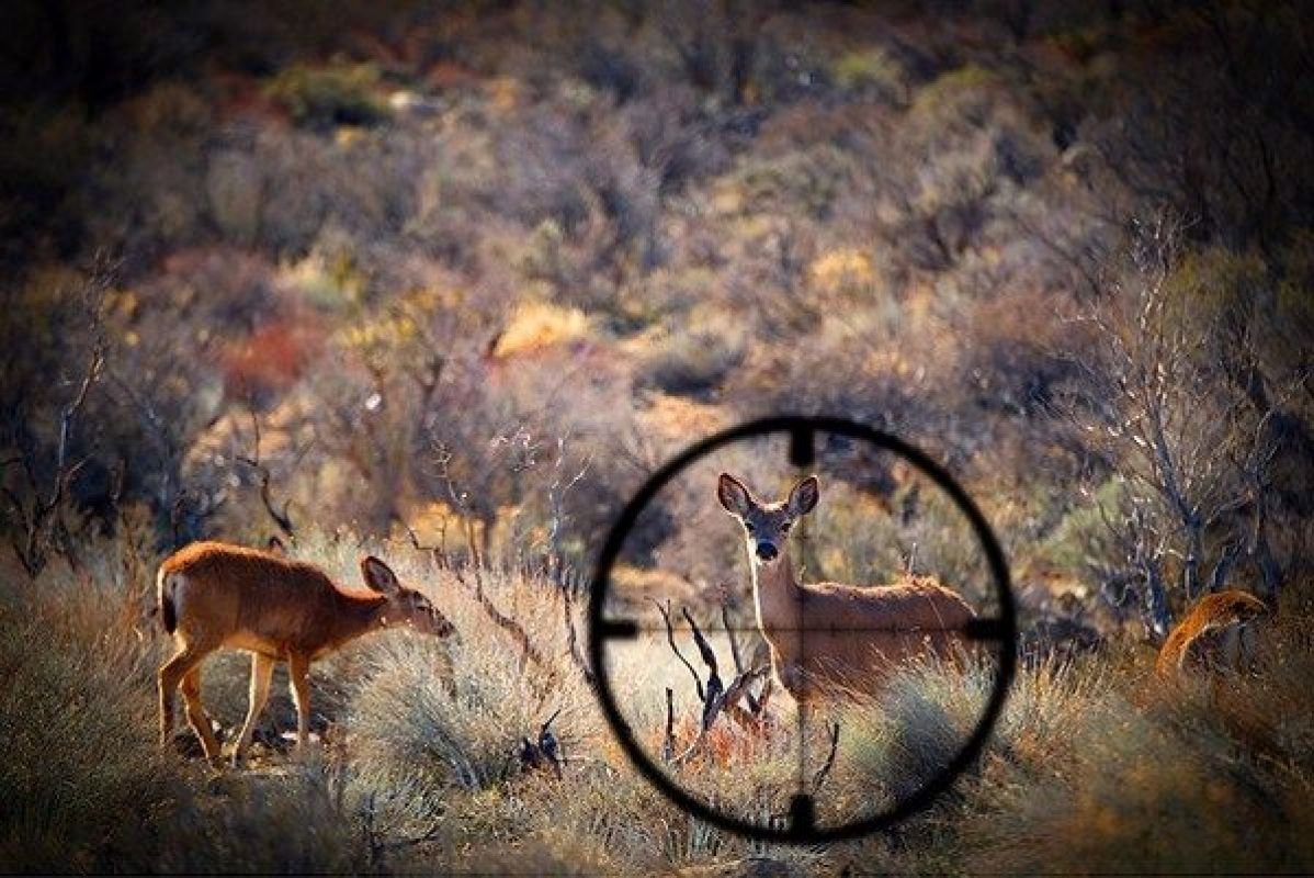 Ястреб Орел Беркут