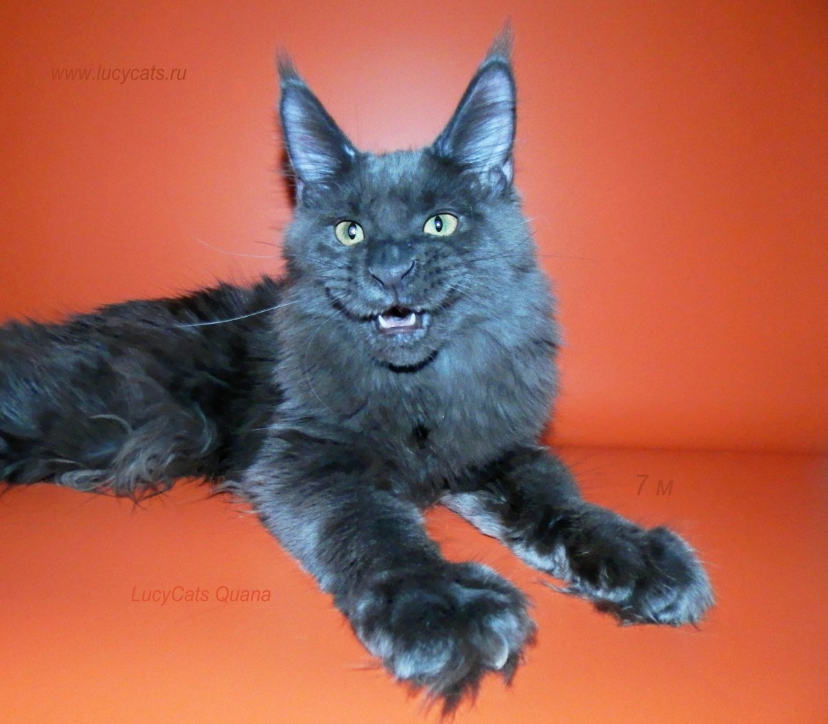 Black555cat