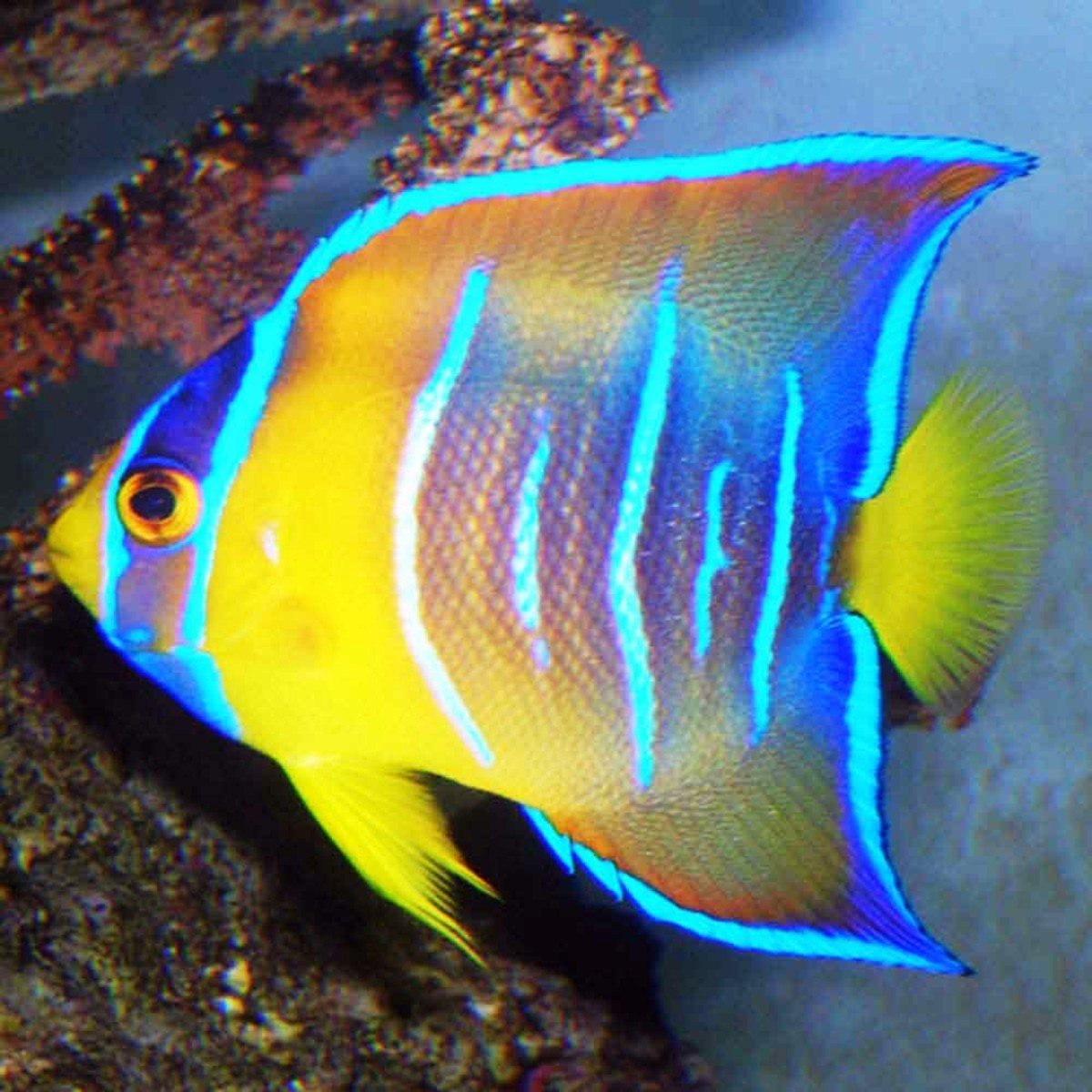 Тропическая рыба Holacanthus