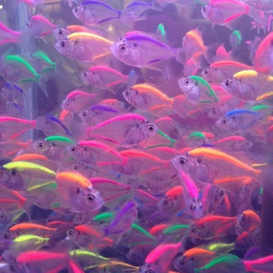 Лялиус рыбка аквариумная