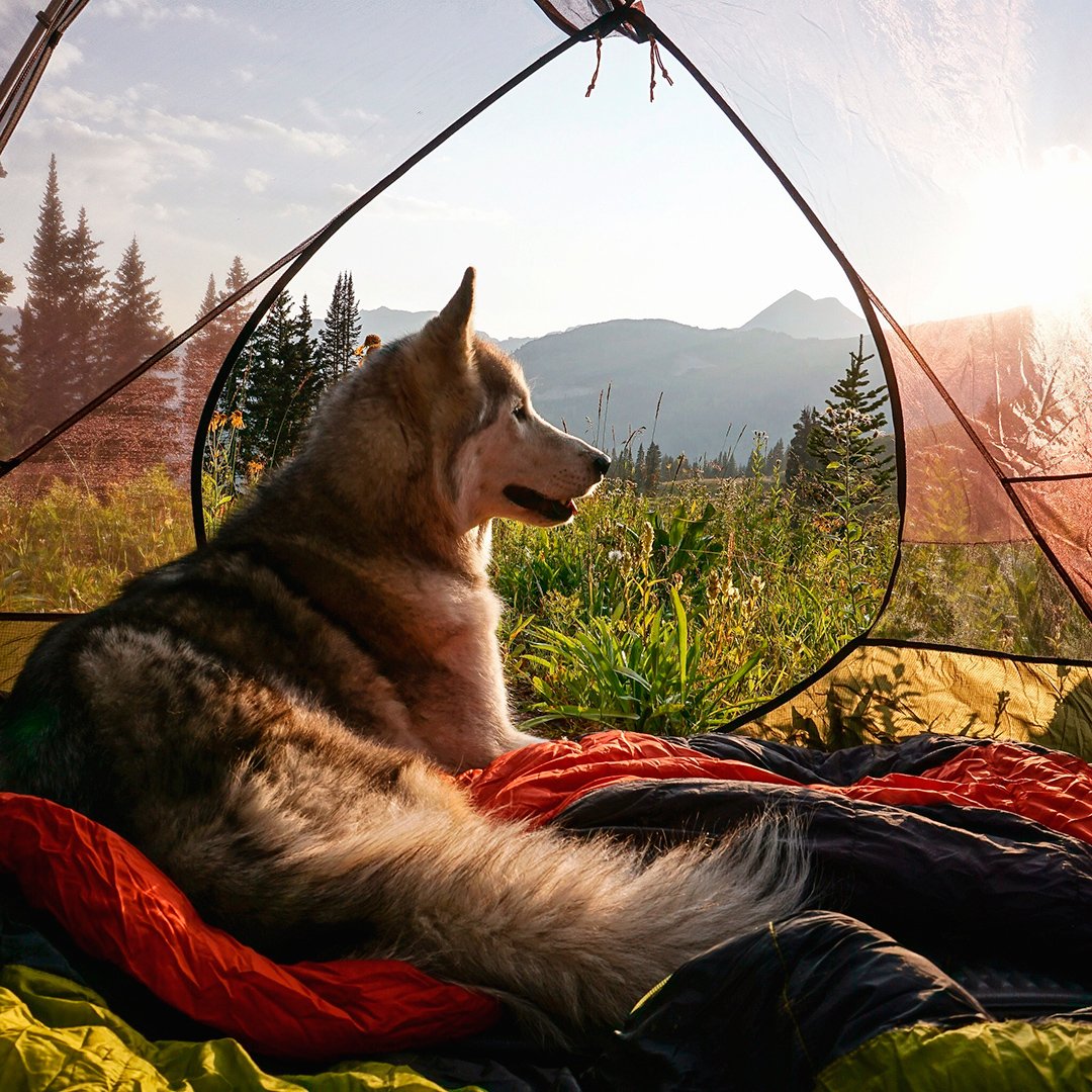 Собака на ферме