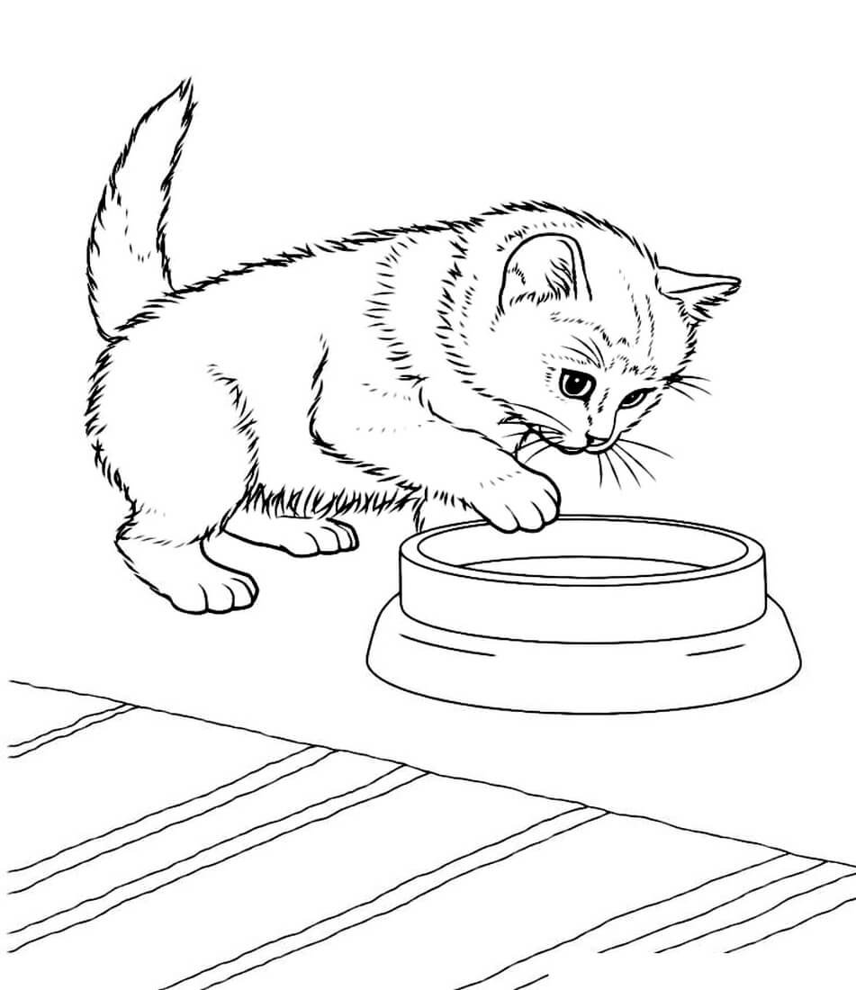 Спящий кот раскраска