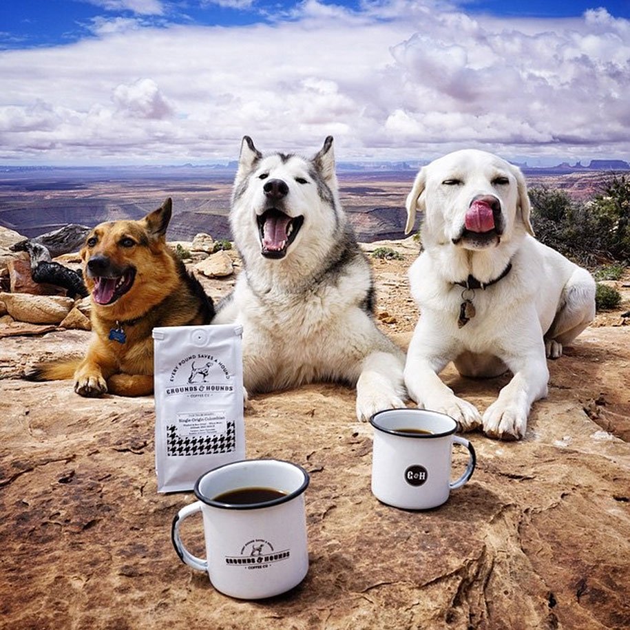 Собаки из пинтереста