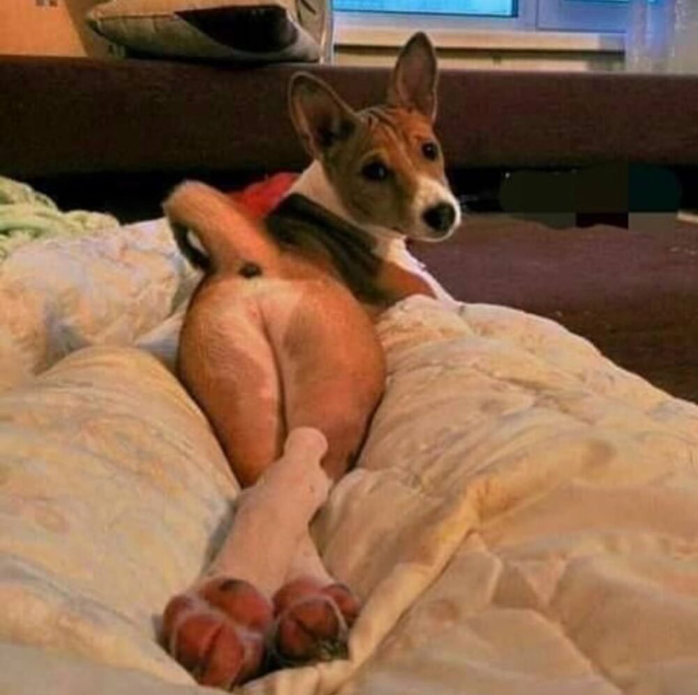 Близость с животными