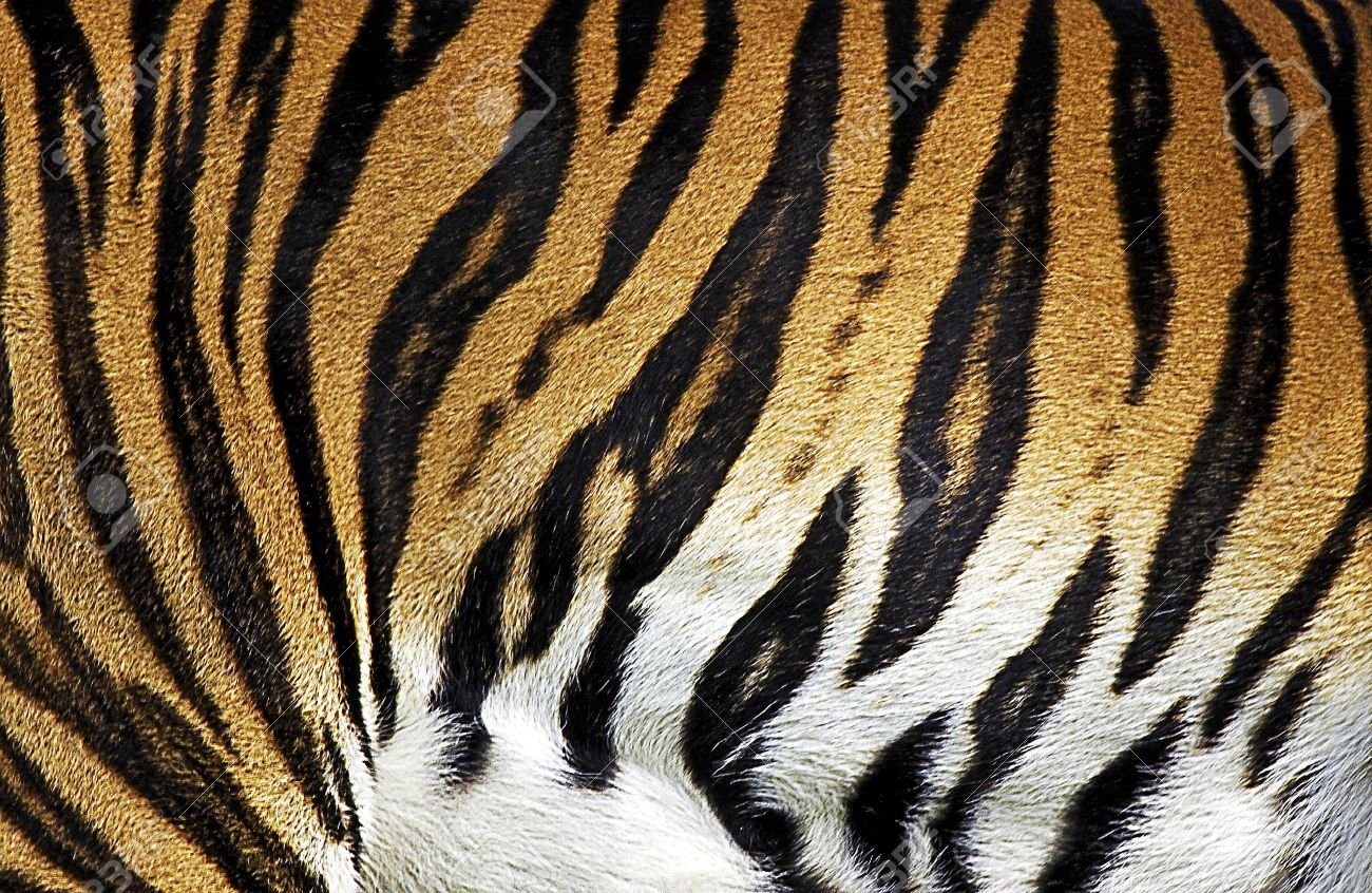 Тигровый окрас - 68 фото